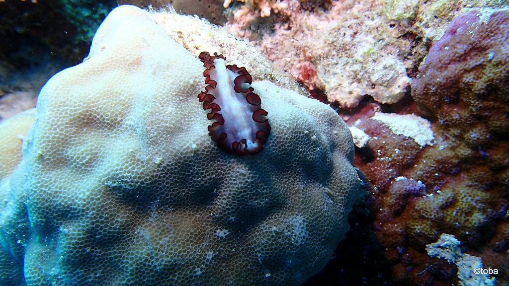075-P3072014.JPG