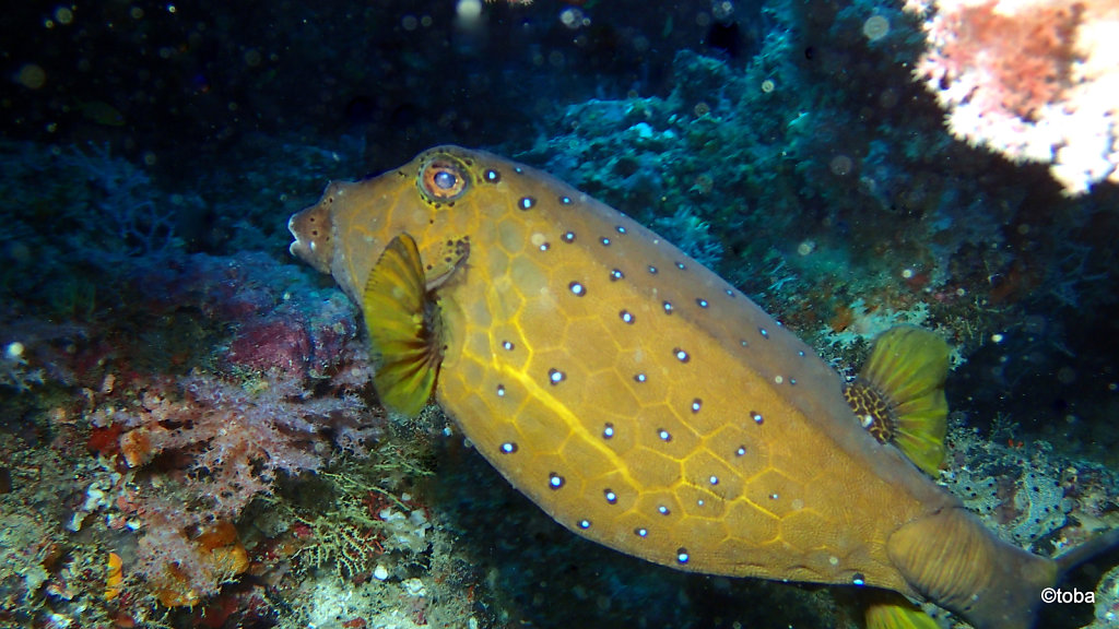 088-P3082173.JPG